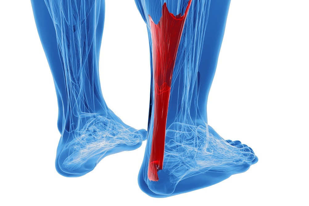 achilles tendon with lower leg muscles